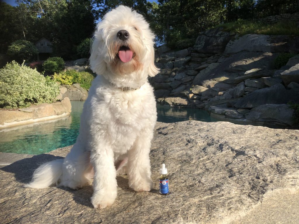 CBD for dogs